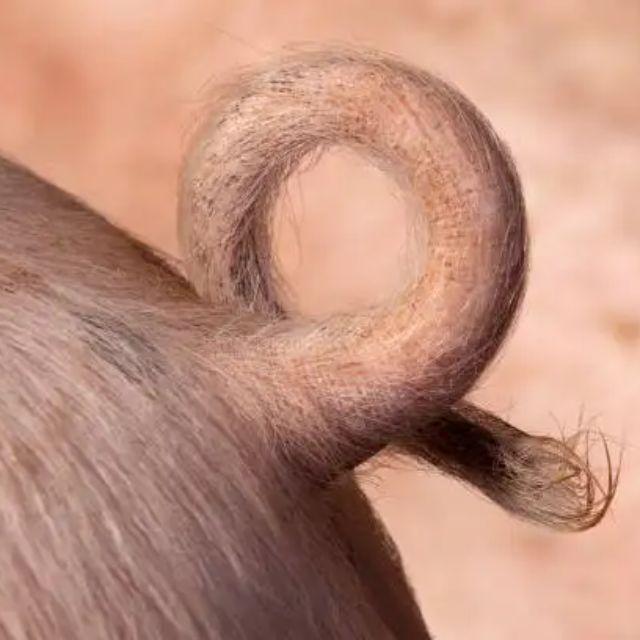 猪的尾巴为什么卷卷的？