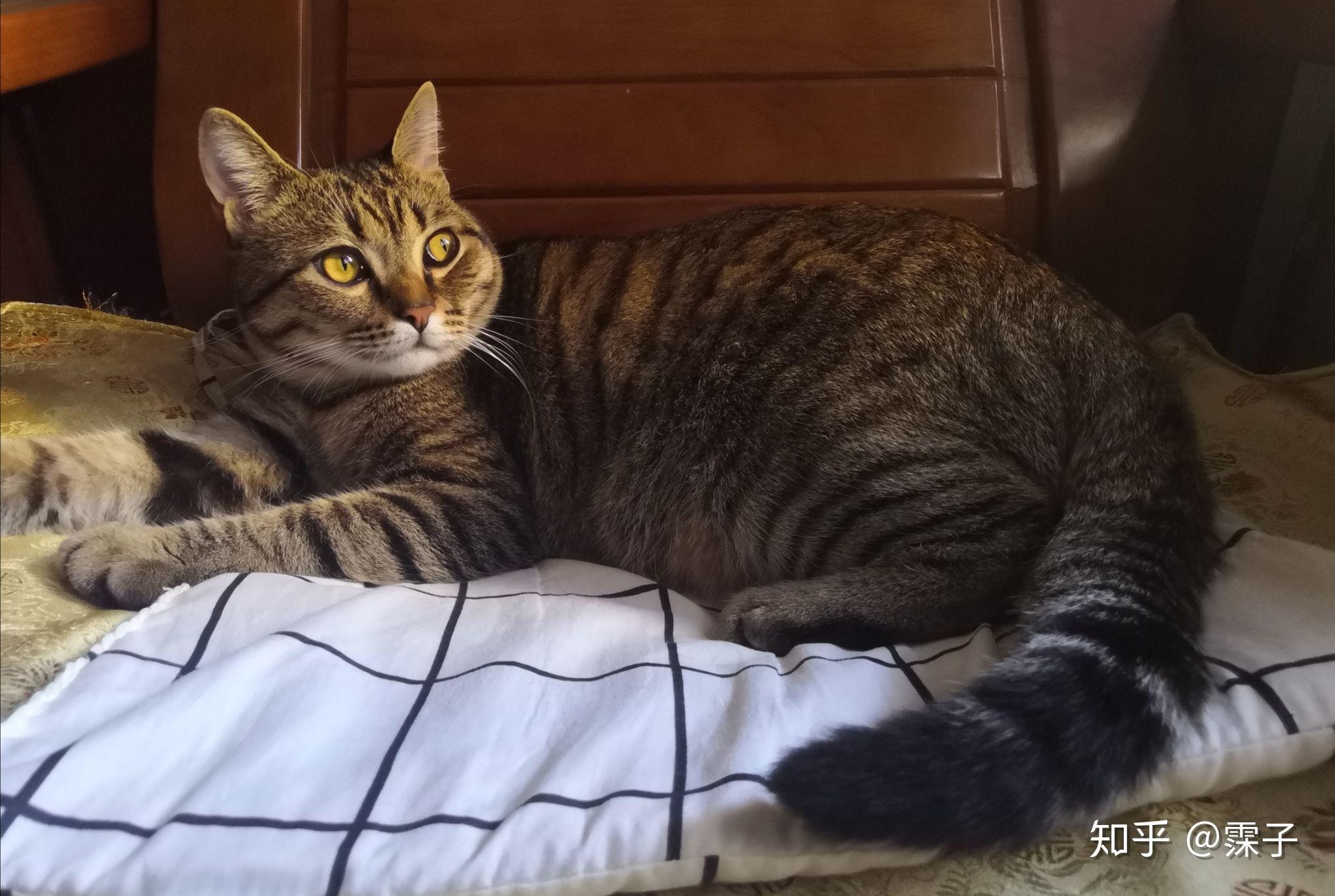 英短蓝白母猫和狸花公猫会配出什么花纹的? - 知乎