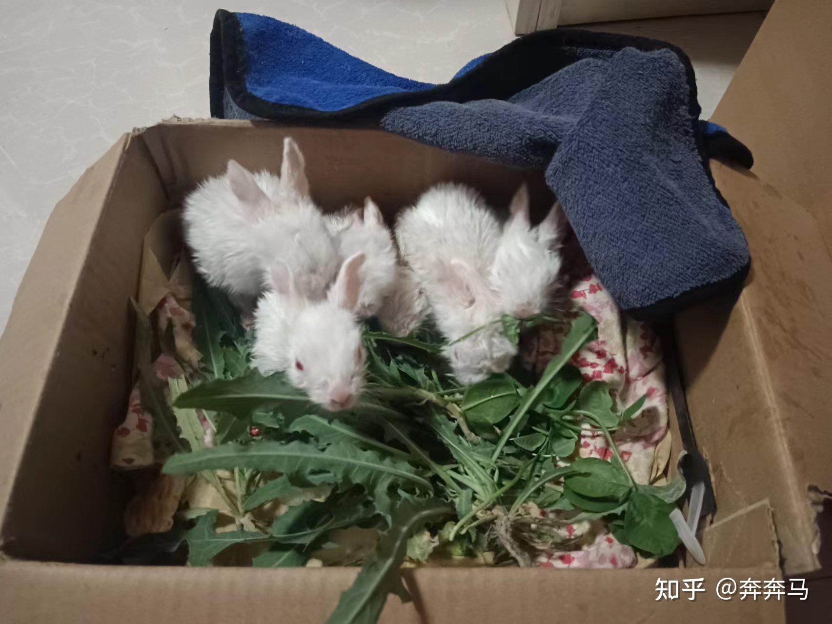 兔妈妈不管小兔子,刚出生的小兔子该怎么养? - 知乎