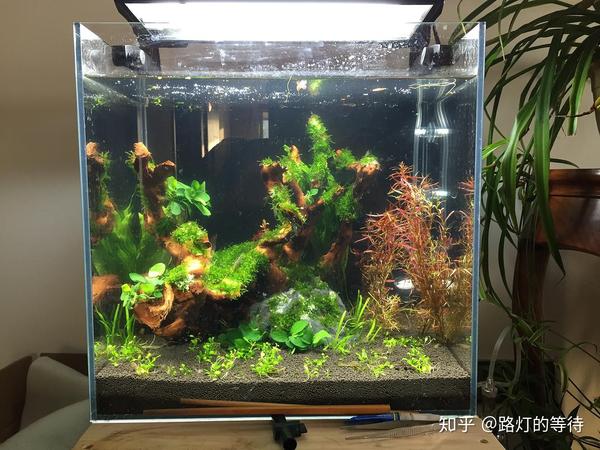 如何在家里搭建一个小型的水族箱