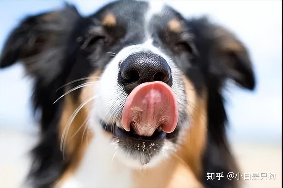 不怕告诉你,这几个行为,是小狗在偷偷和你“道歉” - 知乎