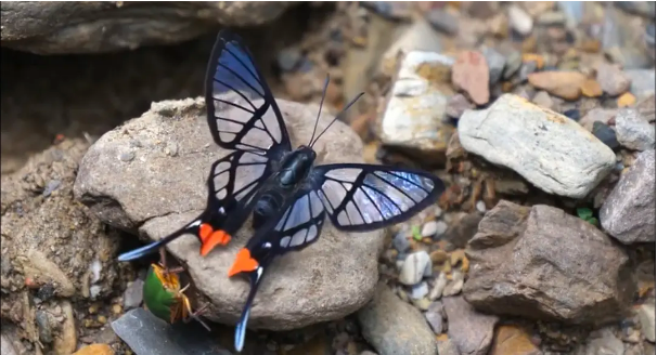 红臀凤蚬蝶整个翅膀呈镂空透明状美的不可方物
