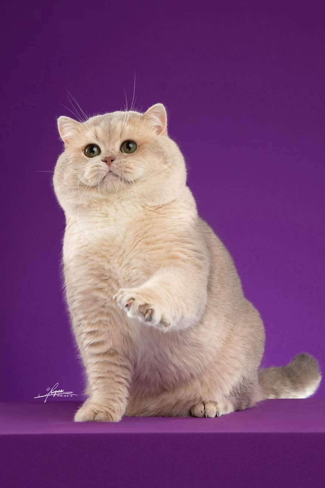 怎么样的金渐层才算是顶级的? - 知乎