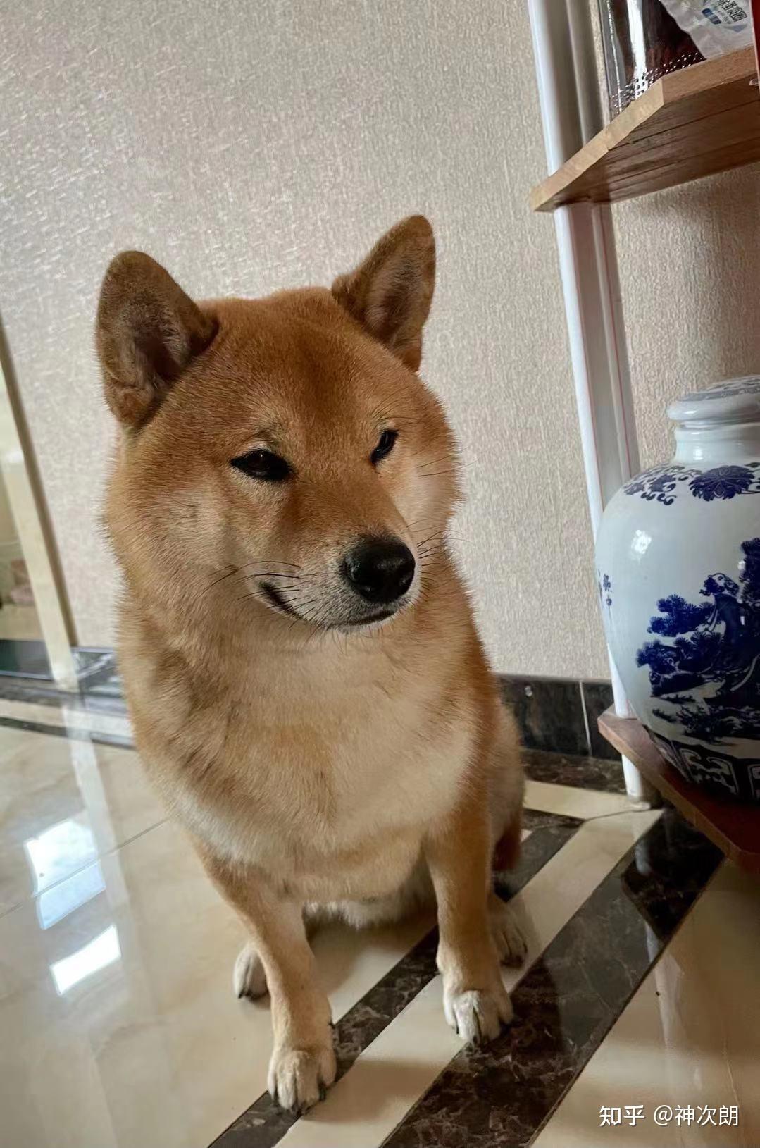 五个月大的柴犬怎么这么丑? - 知乎