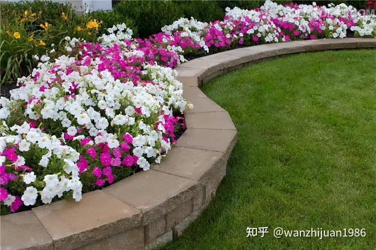 绿化带的花为什么总栽不活呢？ - 知乎