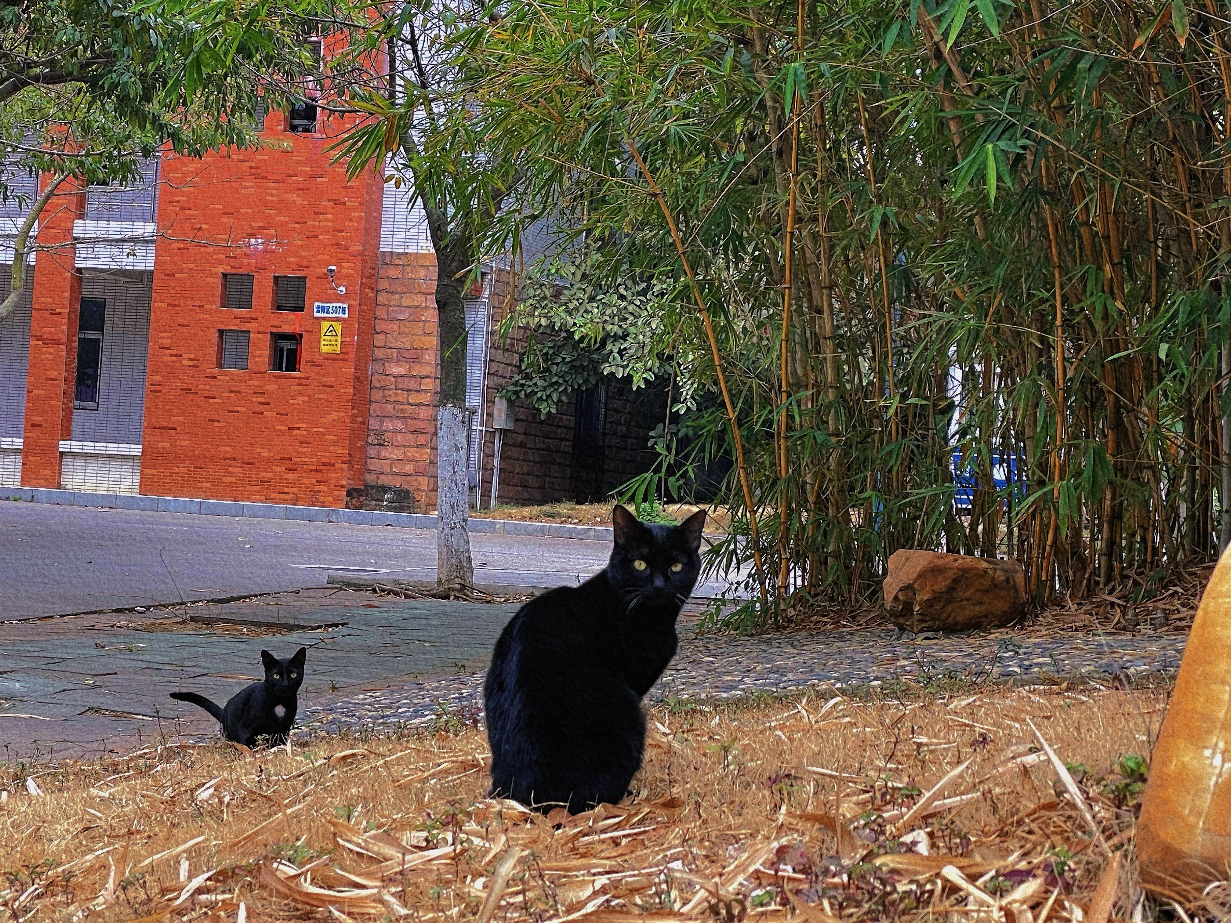岭南师范学院怎么样?(岭南师范学院可以读研究生吗)
