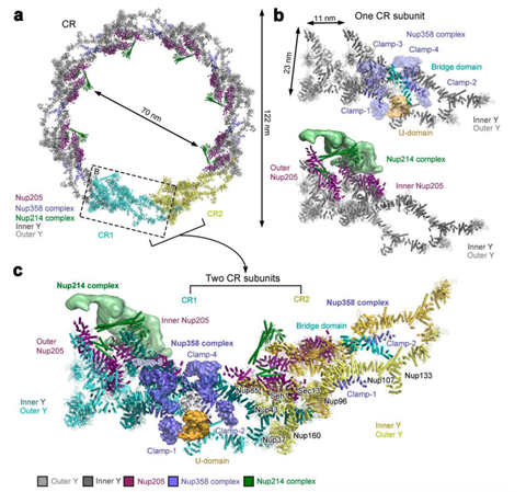 核小体nucleosome 知乎 