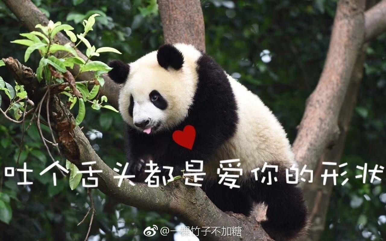 搞笑熊猫表情包壁纸图片