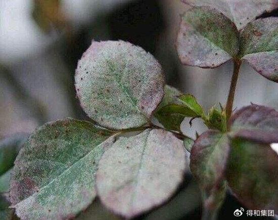 养的花怎么死了？花卉绿植长不好，多半是因为长虫了生病了- 知乎
