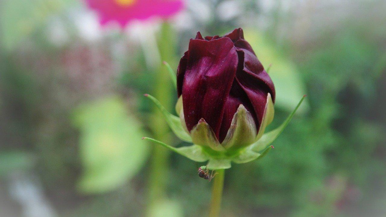 康乃馨如何花苞膨大