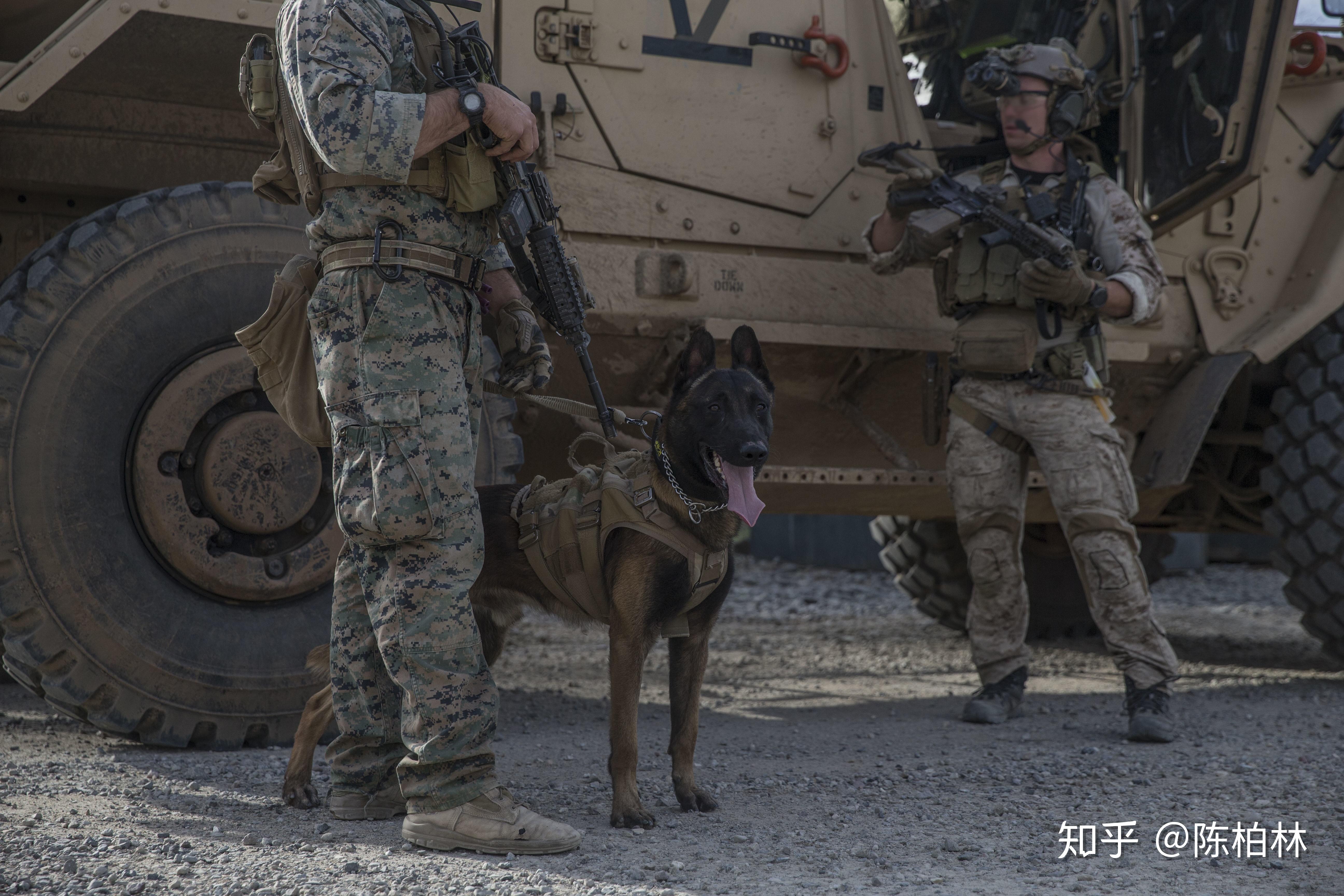 marsoc为什么选择继续装备老款的丛林迷彩?