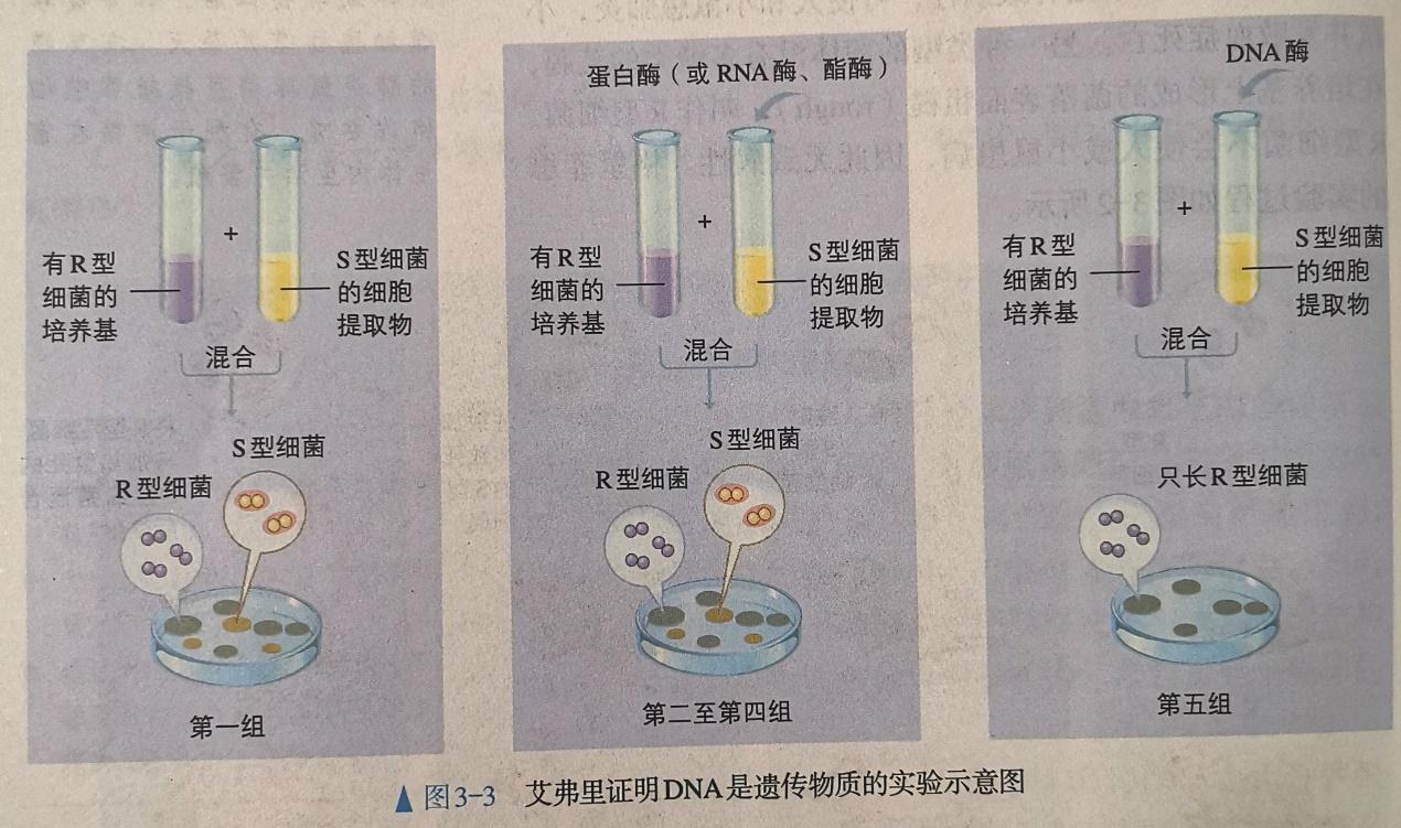 赫尔希和蔡斯的实验中,为什么证明了dna是病毒的遗传物质就把这一结论