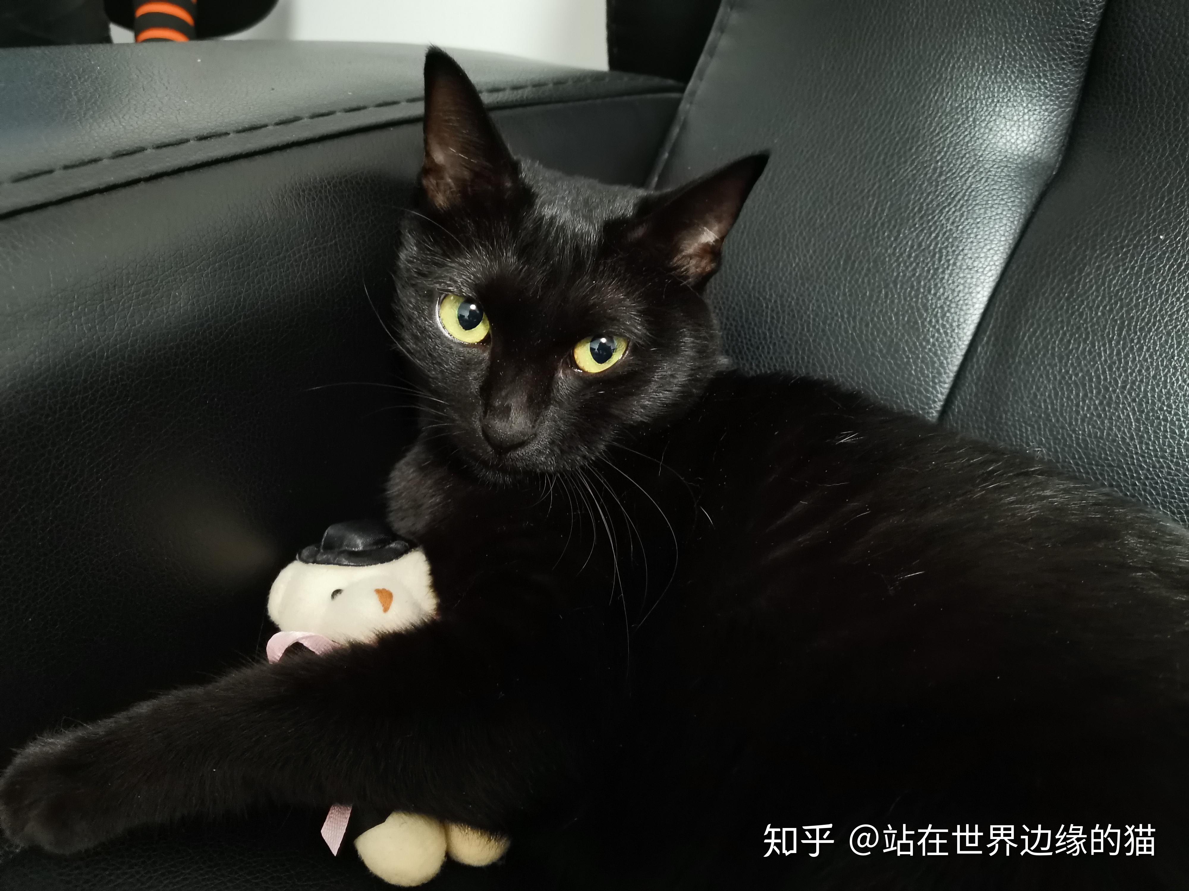 什么是玄猫，什么样的人适合养玄猫，有什么禁忌吗？ - 知乎