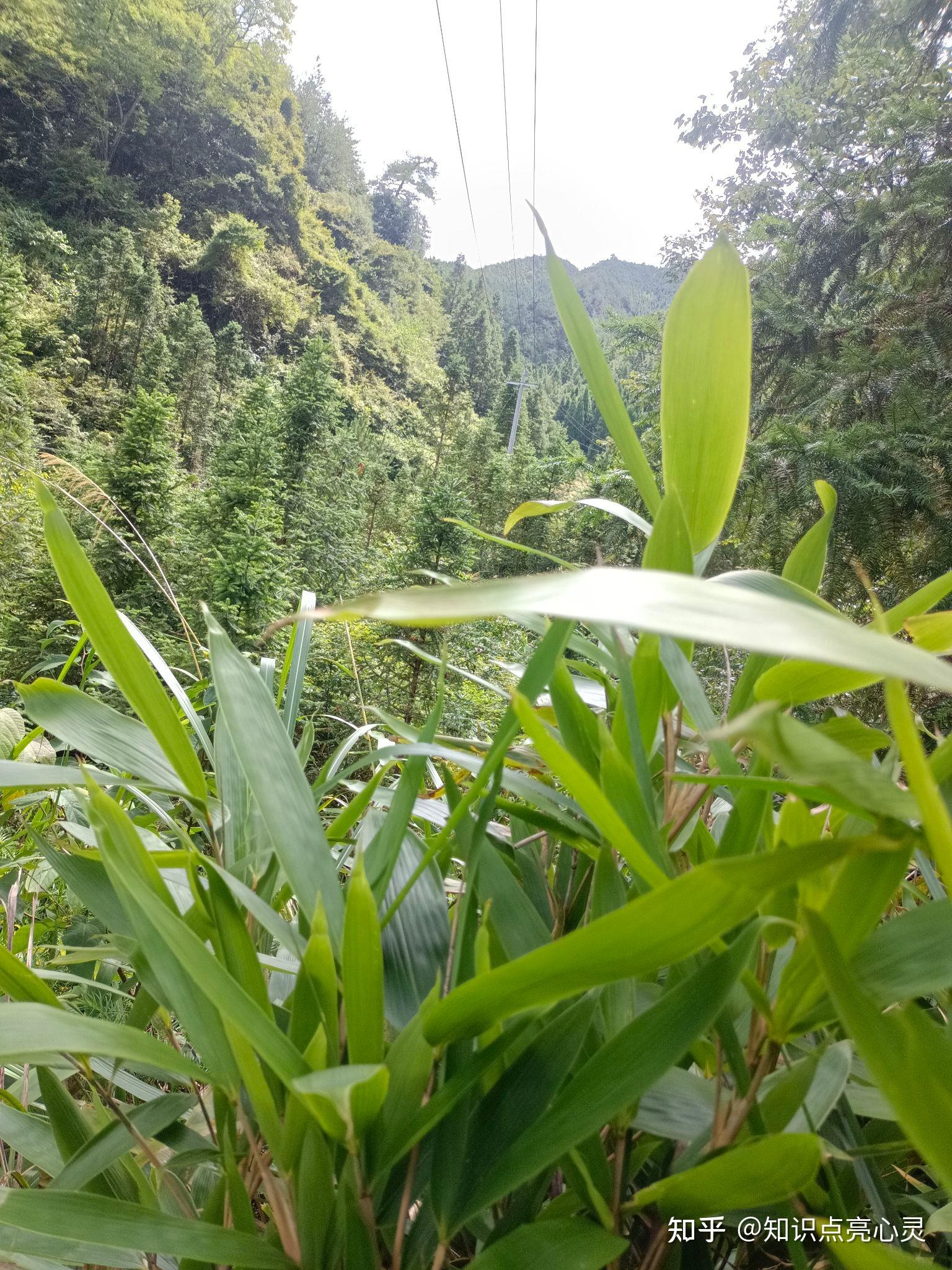 057 箬竹 辽叶 辽竹 棕巴叶 簝竹 - 知乎