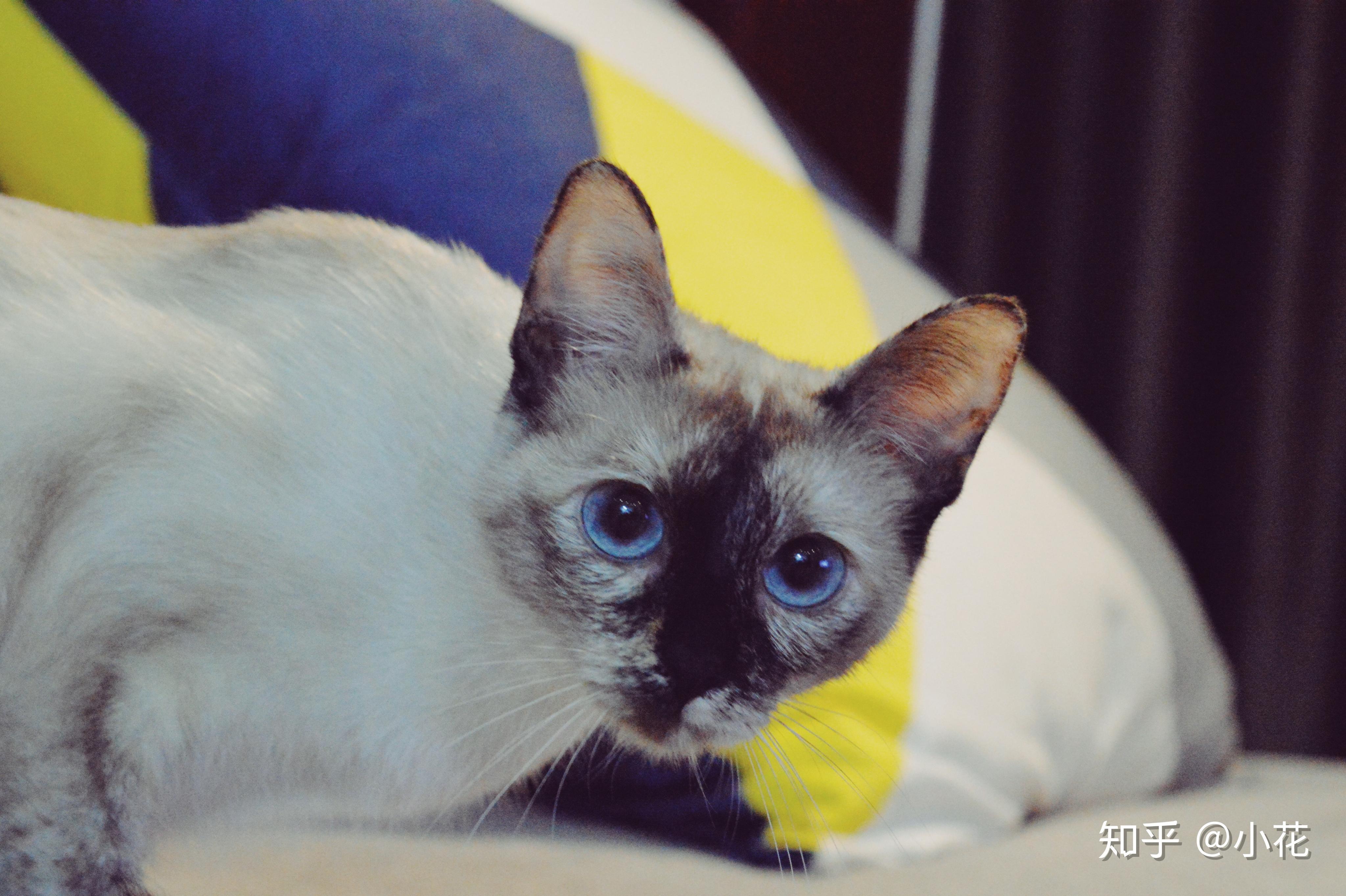 海豹色玳瑁色暹罗猫是什么样子的