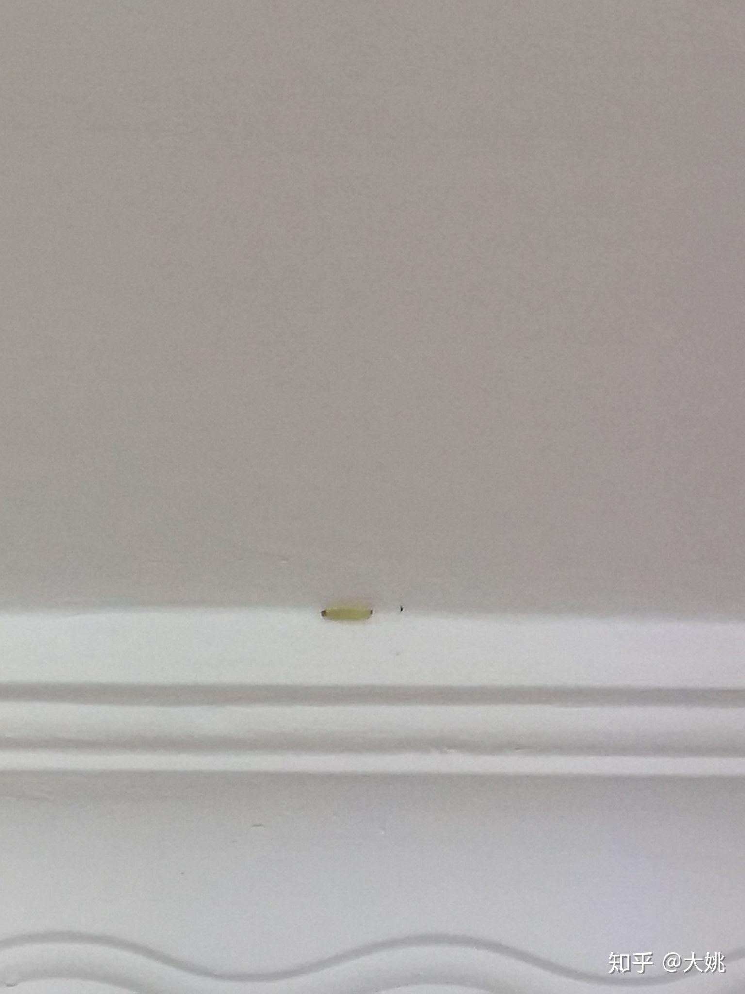 我家小卧室的墙上总有米白色的小虫子每次几只床里床下都看过了没有