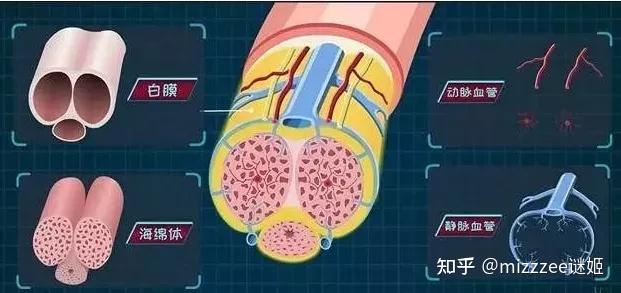 如何让阴茎海绵体充血功能变得更好? - 知乎