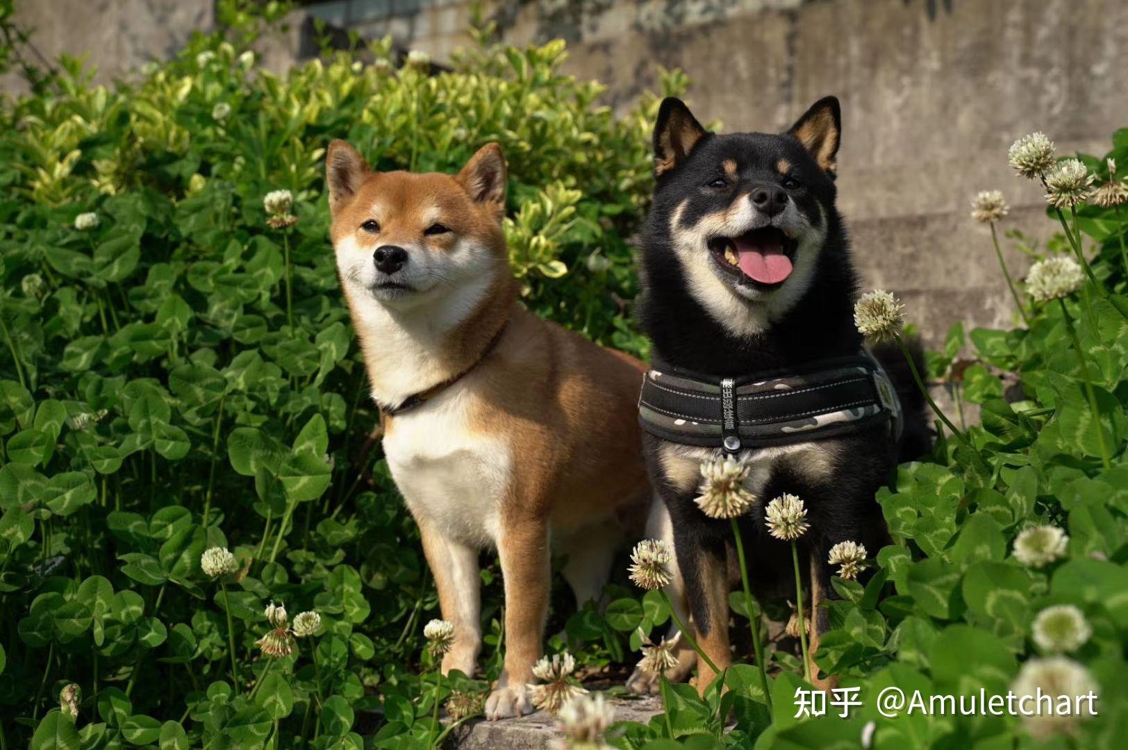 两只赤柴能生出黑柴宝宝吗