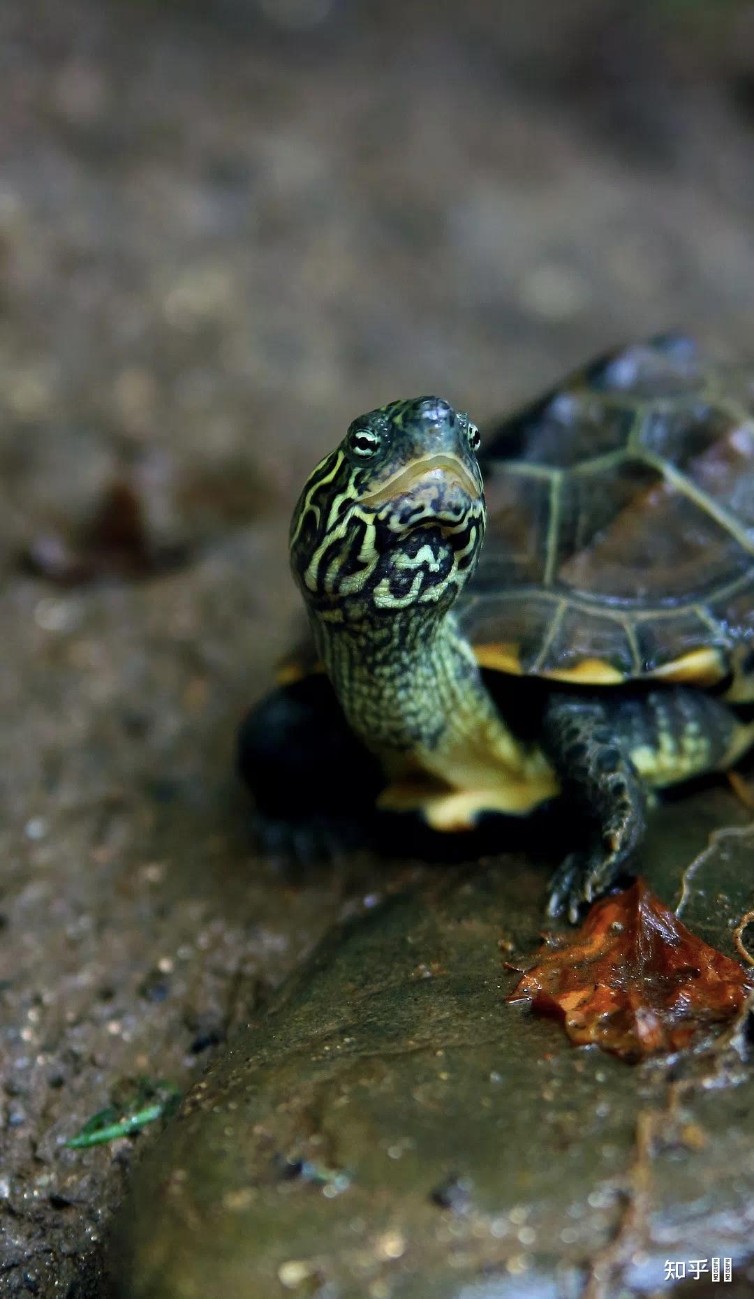 有哪些好看的乌龟照片? - 知乎