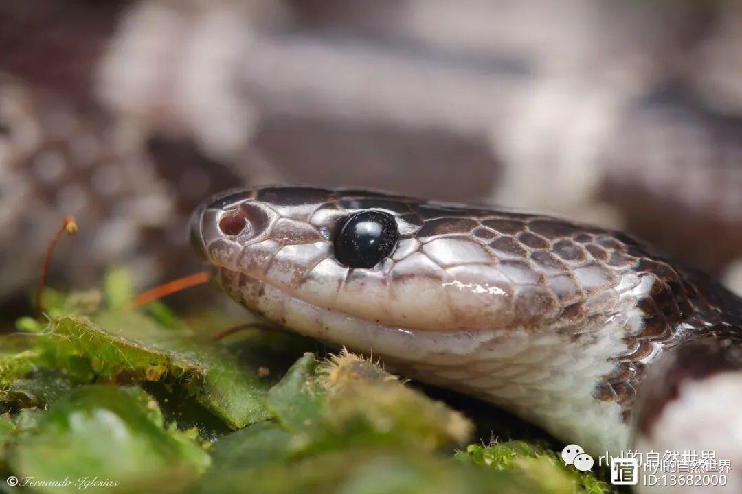 四川地区成都平原一种是红色一种是白底有黑色菱形花纹蛇的种类是什么