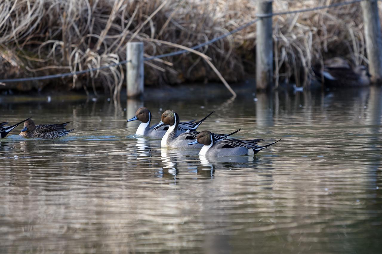 4. 水系艺术品选