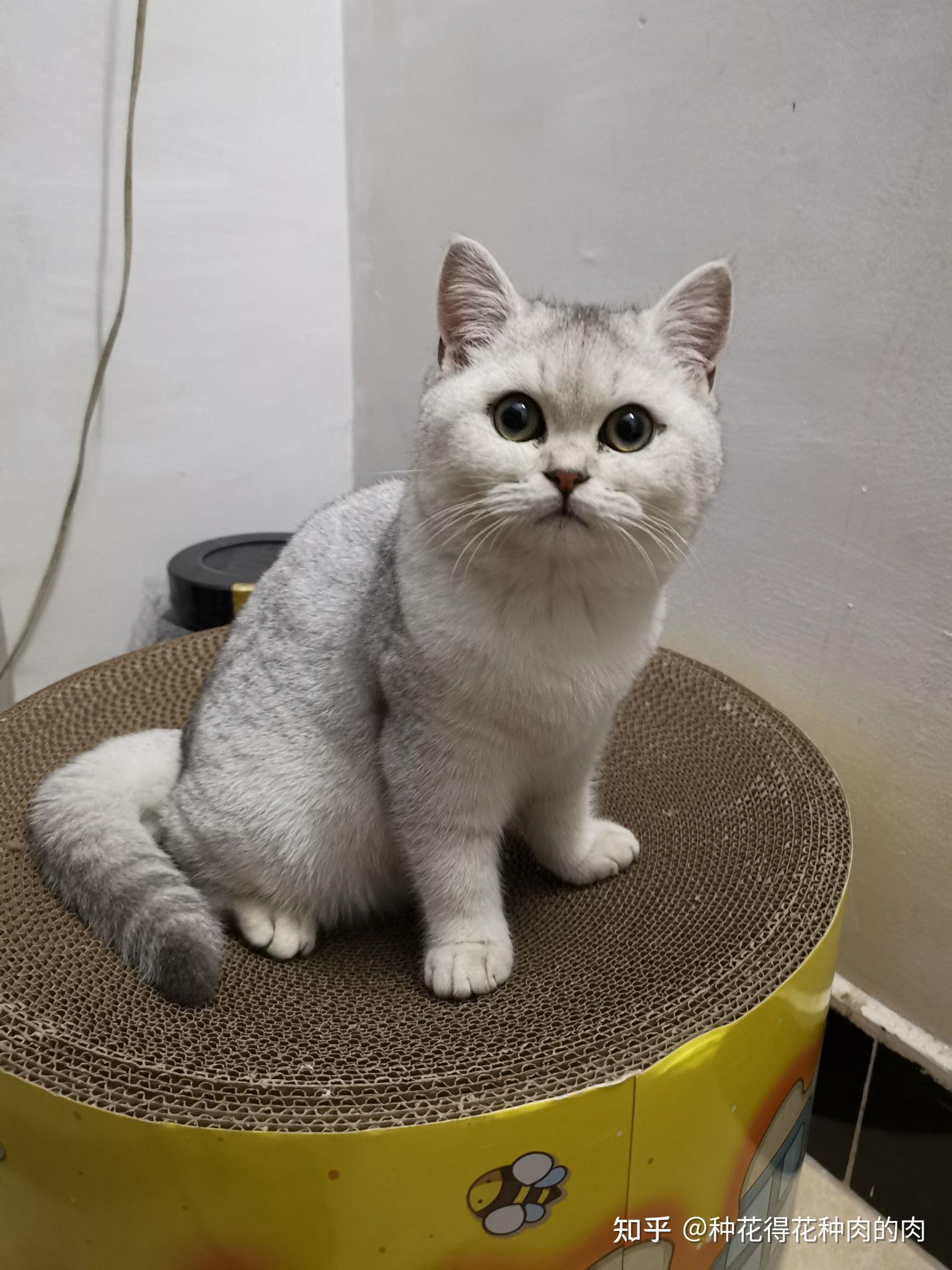 银渐层发情期是什么时候