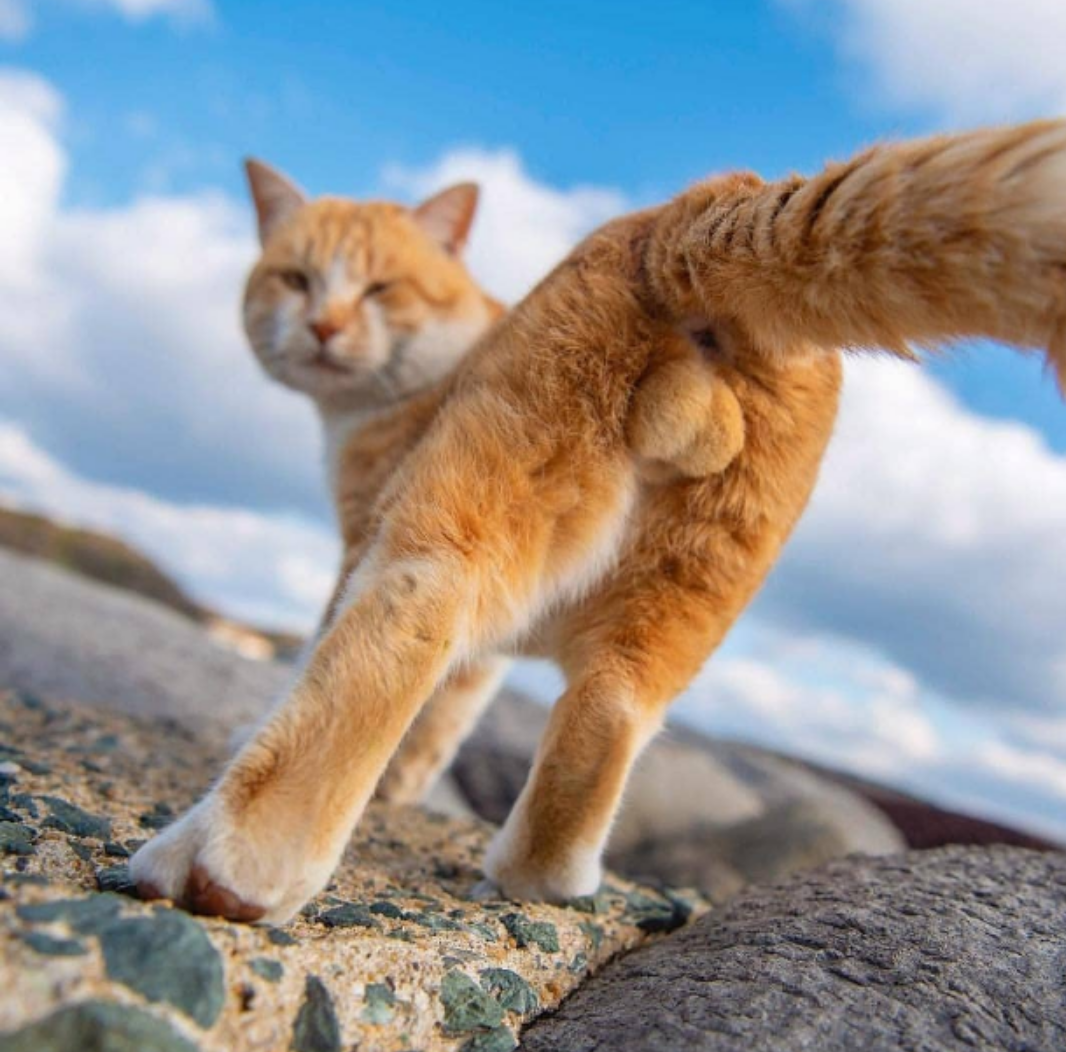 猫可以猥琐到什么程度