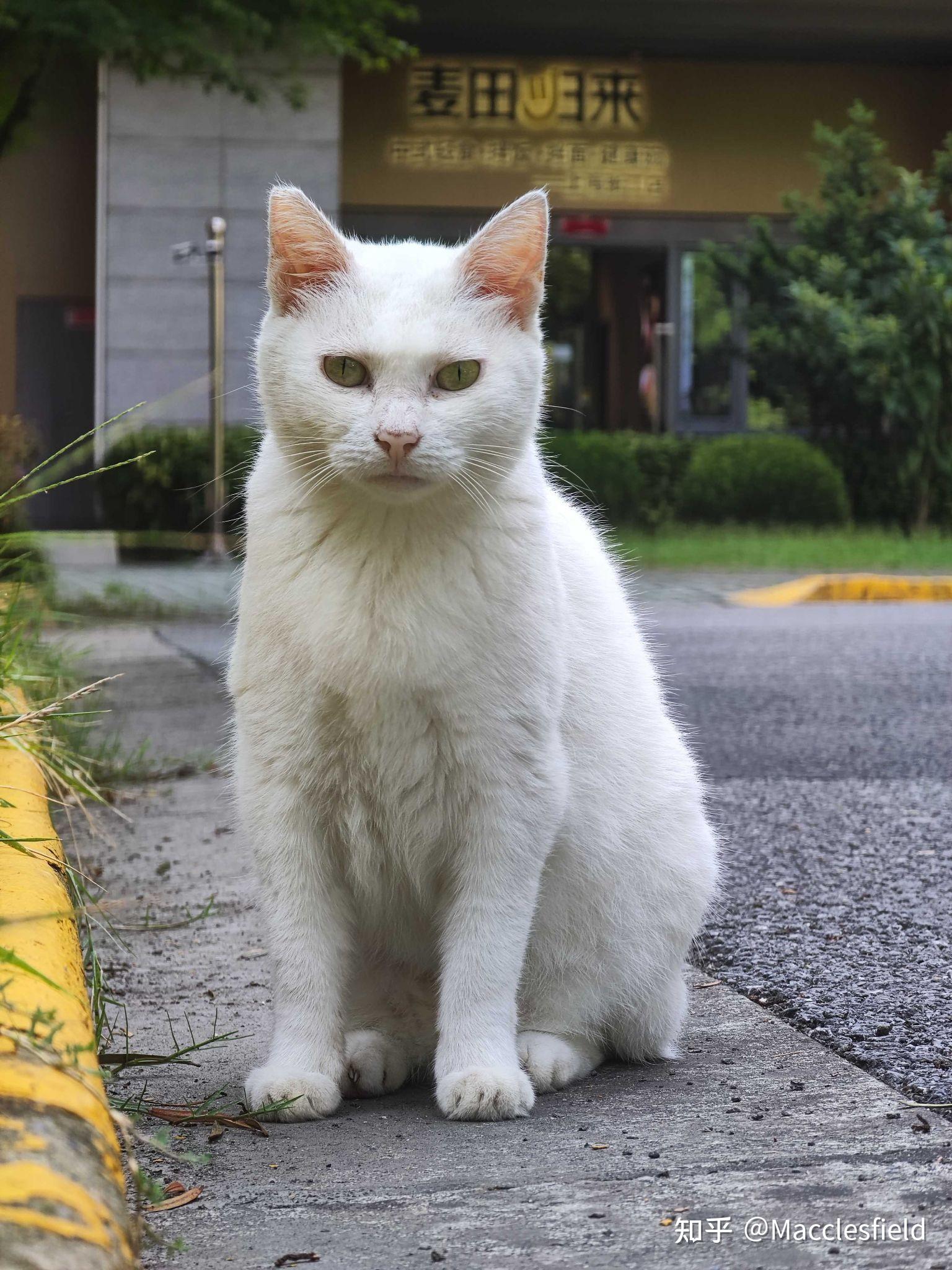 如何评价白猫白色的中华田园猫的颜值与气质