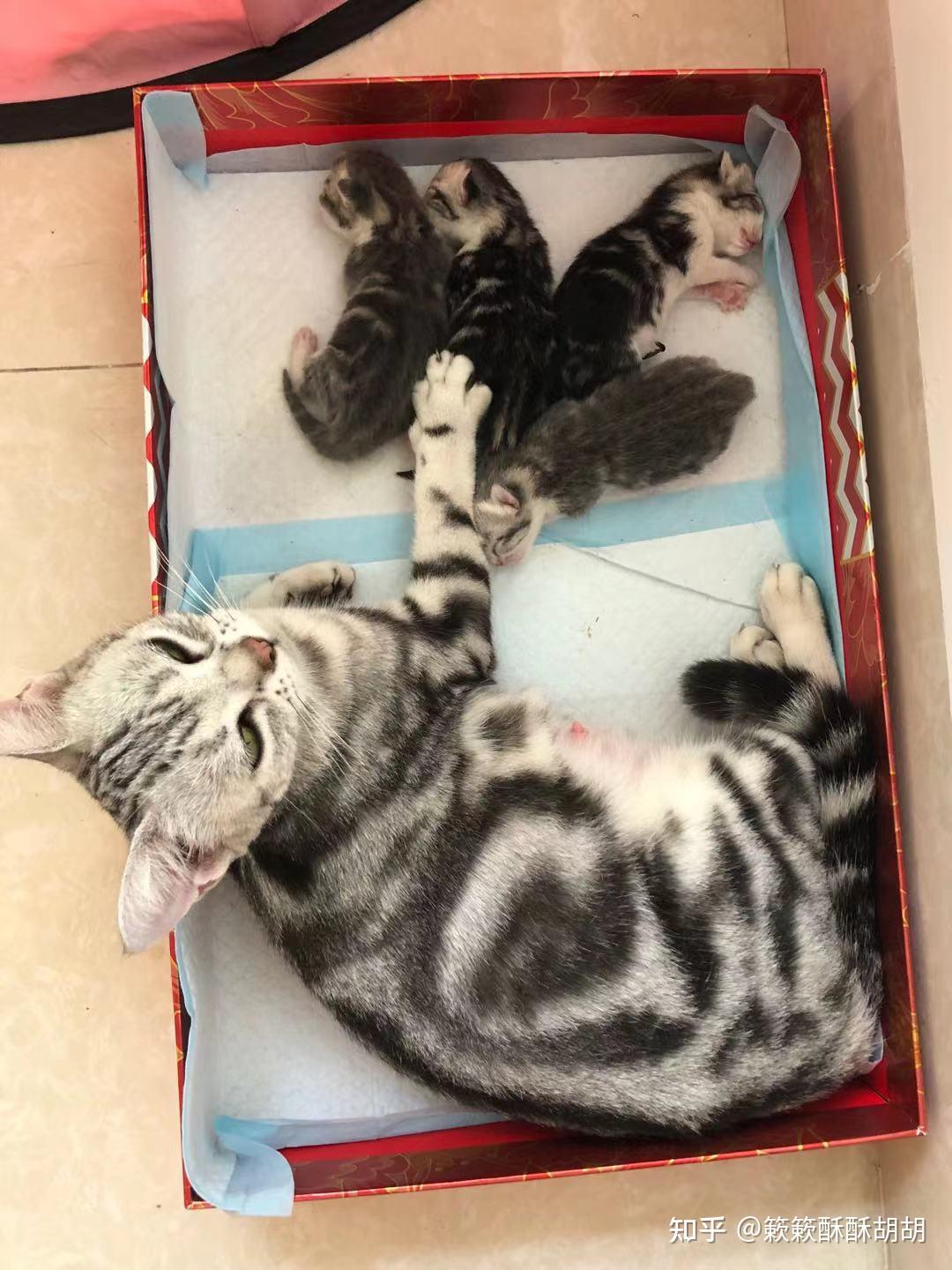 布偶串美短孩子长大啥样呢? - 知乎