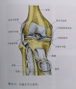 前叉韧带损伤手术还是保守,这里有参考 - 知乎