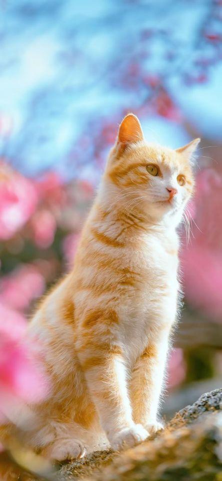 有没有什么可爱猫猫图能分享一下