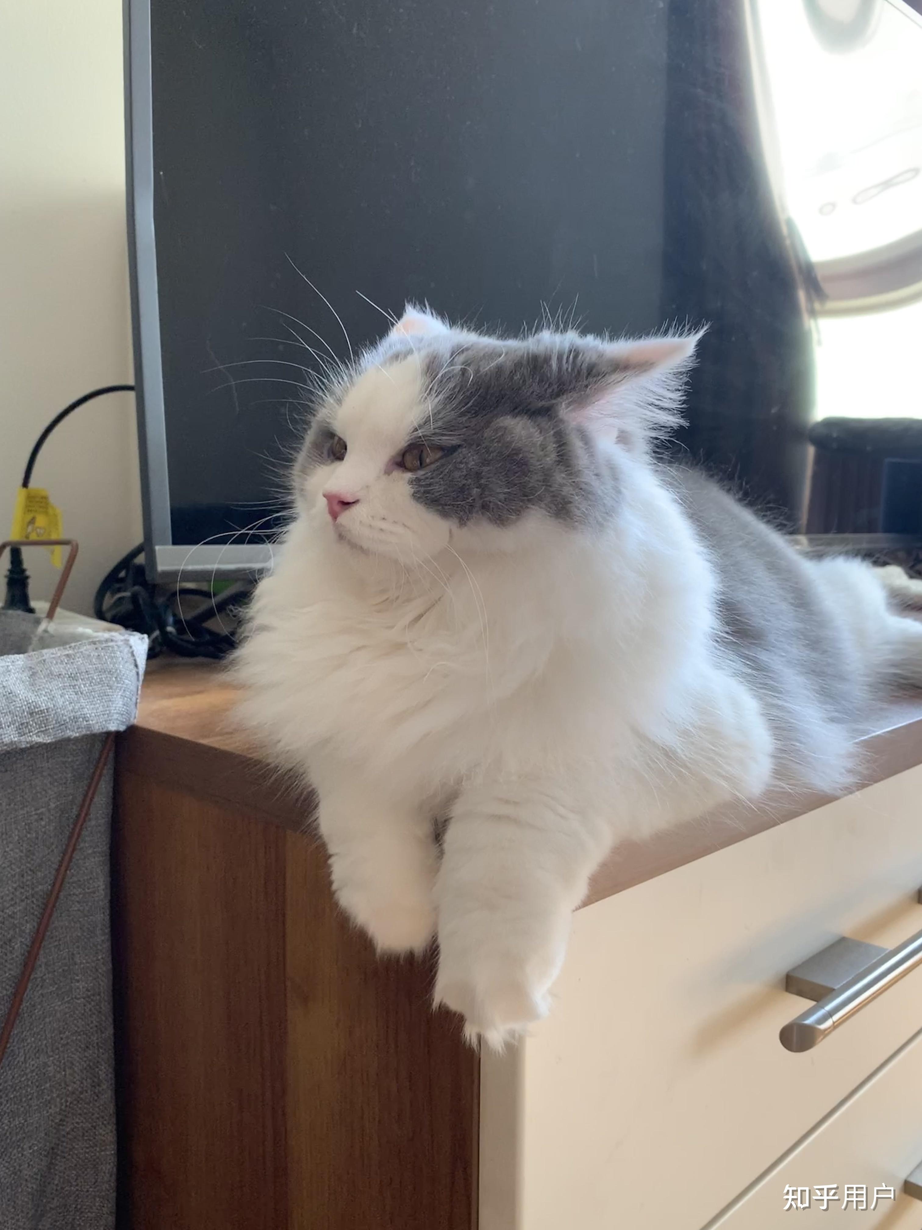 蓝白高地是什么品种? - 知乎