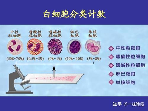 中性粒细胞上升 知乎