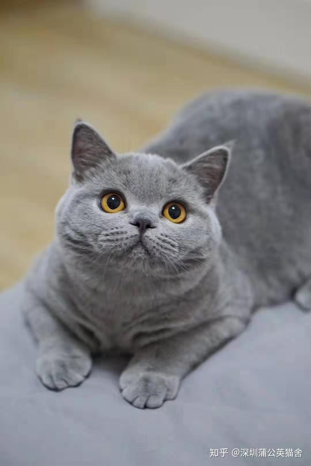 请问在深圳开一个cfa注册正规英国短毛猫英短蓝猫猫舍是什么一种什么