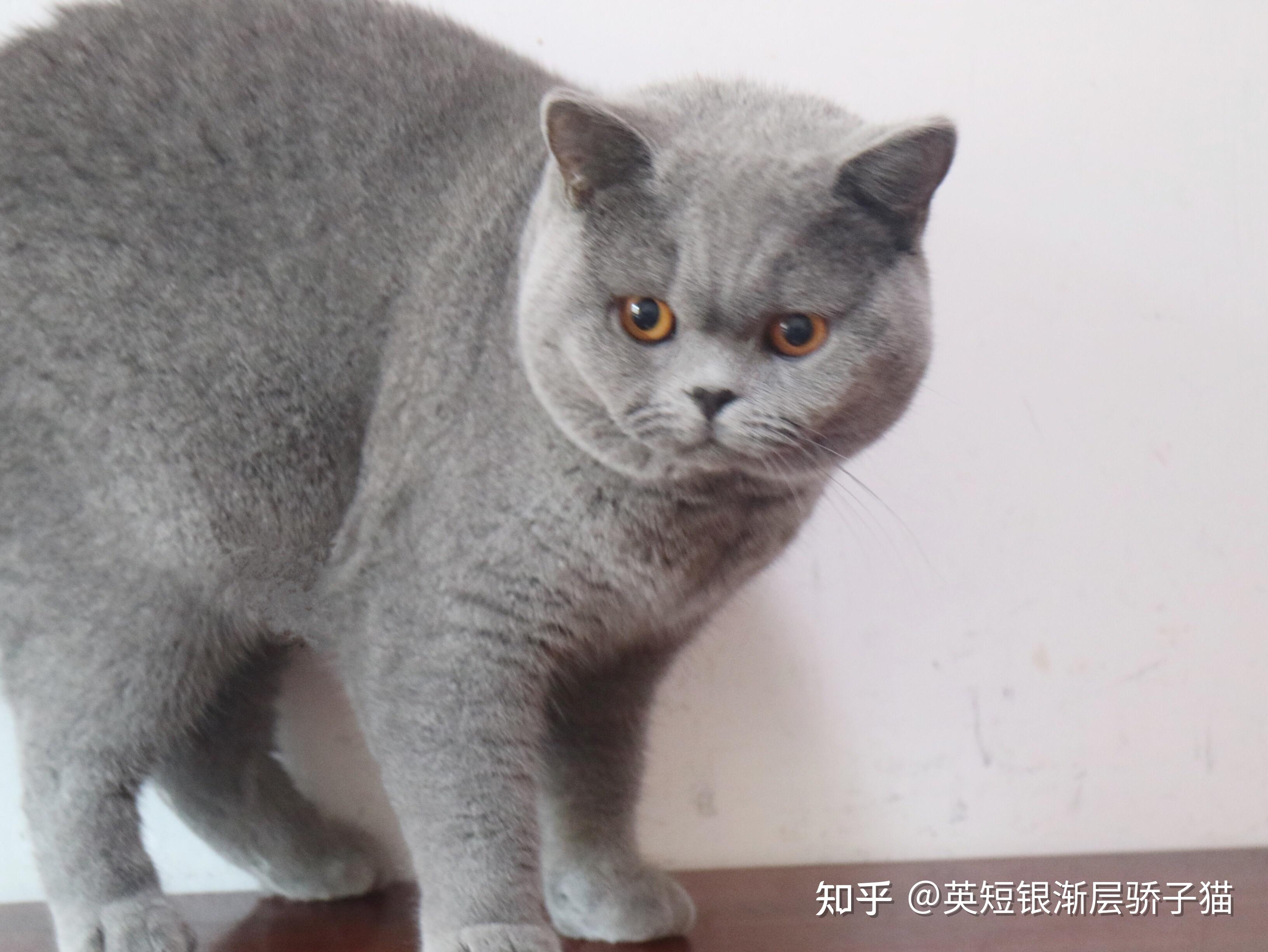 英短蓝猫价格到底多少啊?适合新手养吗? - 知乎