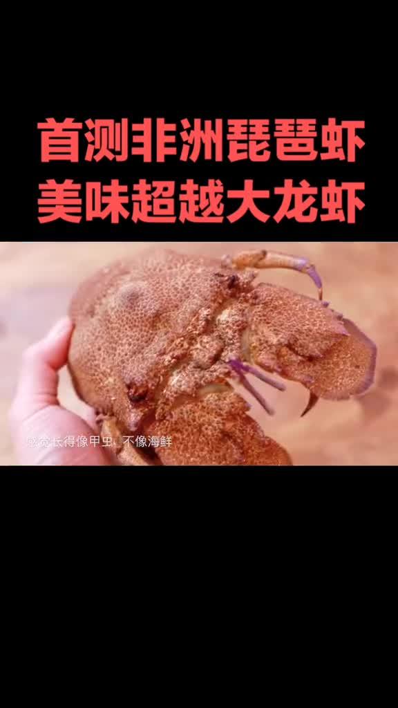 稀有的的非洲琵琶虾你吃过么我感觉比大龙虾还好吃