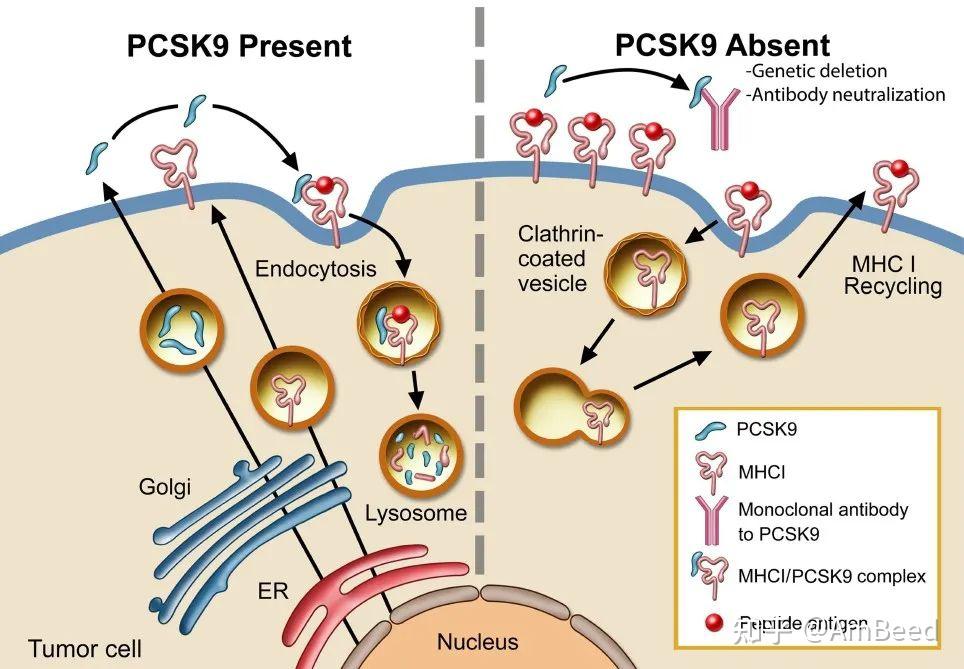 【AmBeed解读】PCSK9结构及其作用靶点 - 知乎