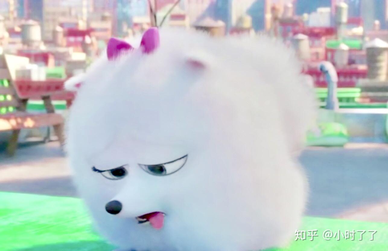 求《爱宠大机密》小白狗啾啾的头像? - 知乎