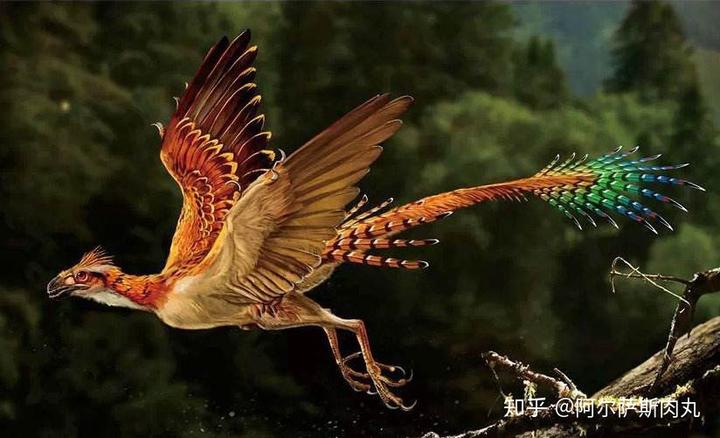 为什么大众仍然不接受鸟类源于恐龙？