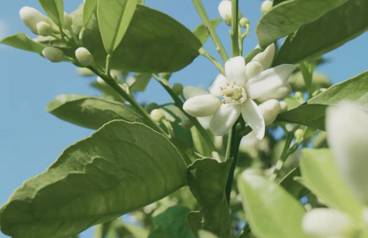 橙花香水盘点|明媚阳光又干净清新的白花香 - 知乎