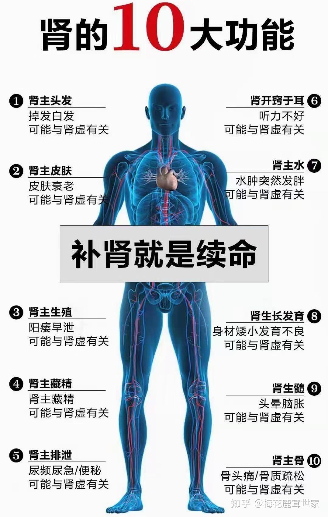 飞机打多了肾虚怎么调理知乎(“飞机打多了肾虚可以自愈吗”)