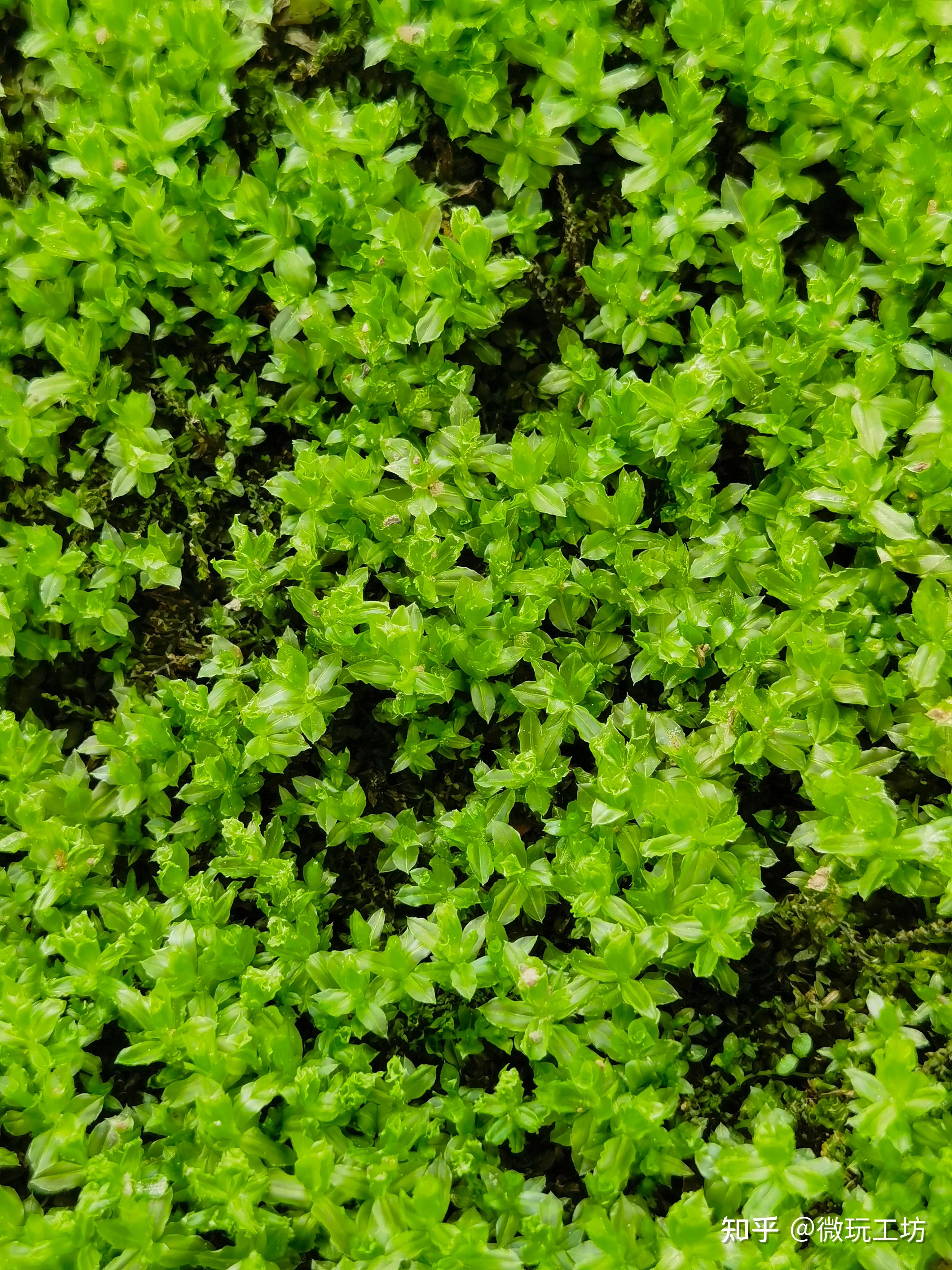 常见的苔藓都有哪些种类呢最好要配图的?