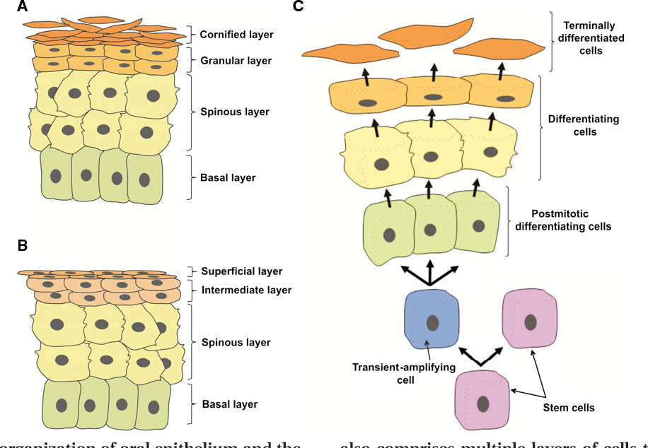 高度分化的细胞没有分裂能力那伤口怎么愈合皮肤哪里不都是高度分化的