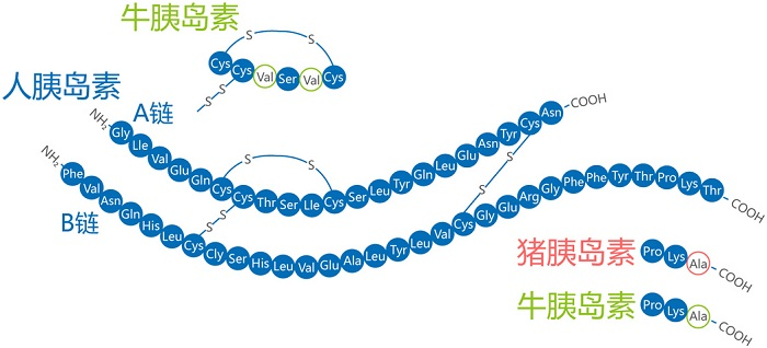 牛胰島素裡面的cly是什麼氨基酸