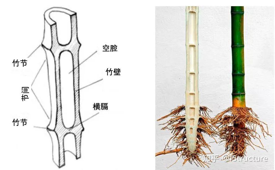 道法自然——仿生结构 - 知乎