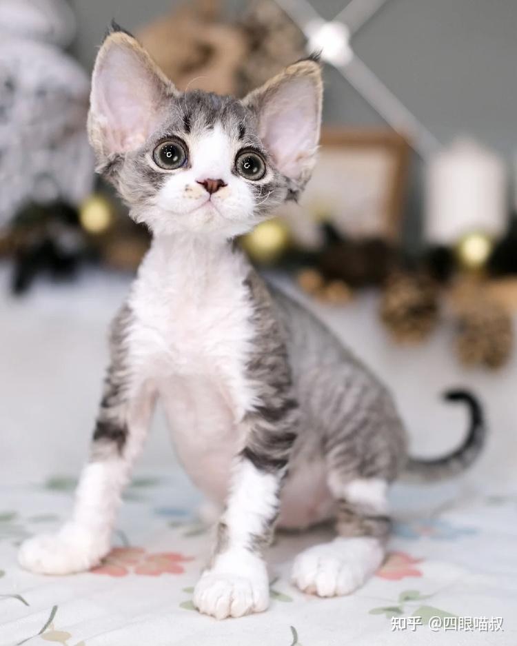 德文猫这只品相如何