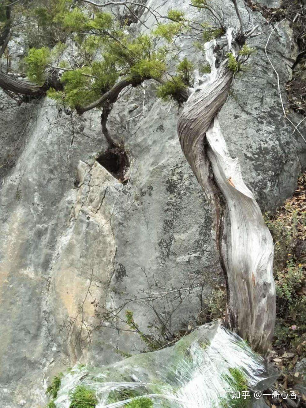 崖柏真的有毒吗?