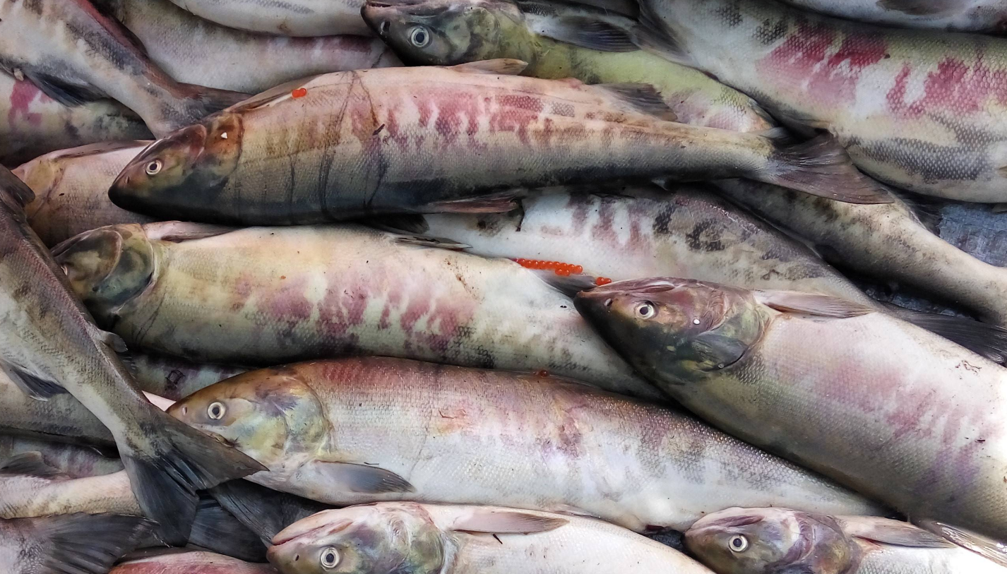 鱼肉最好吃的几种做法你知道吗？