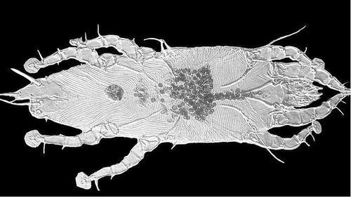 鸟类螨虫的防治方法