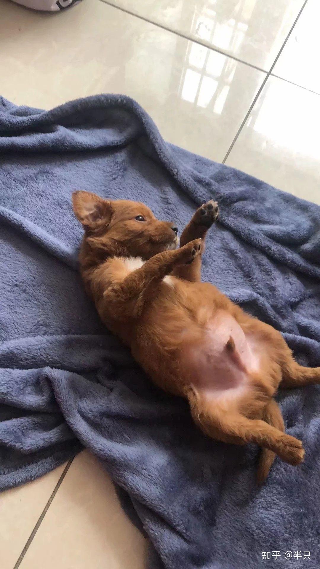 泰迪和金毛的串串能长多大